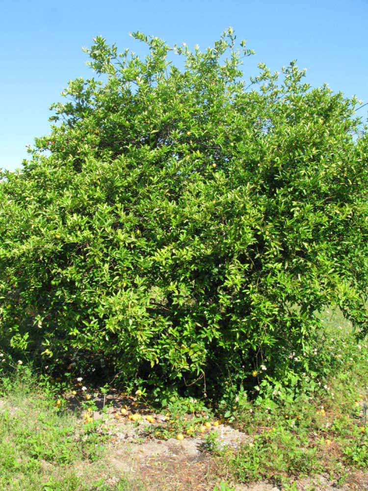            Habit (Winter Haven, FL)   